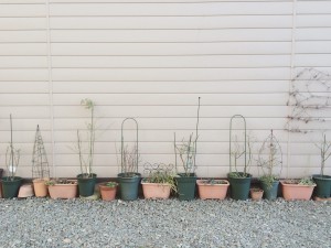 ゆるやかに、共に、生きるぼくたち～植木鉢と杜陵地区～ 